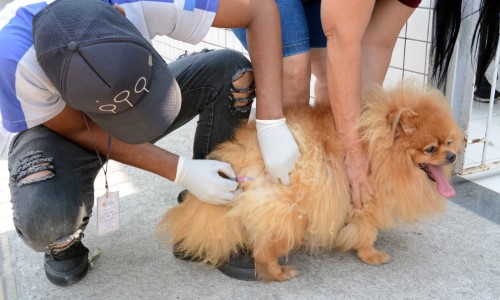 Barra Mansa realiza vacinação antirrábica em bairros e distritos